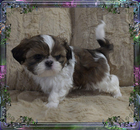 Tiny little male chinese imperial shih tzu puppies for sale teacup